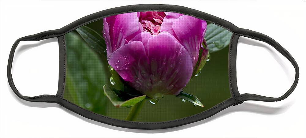 Flowers Face Mask featuring the photograph Pink Peony Flower by Christina Rollo