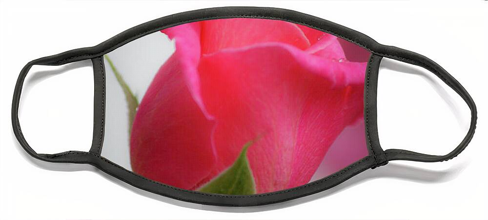 Pink Rosebud 1 Photograph by Teresa Mucha - Fine Art America