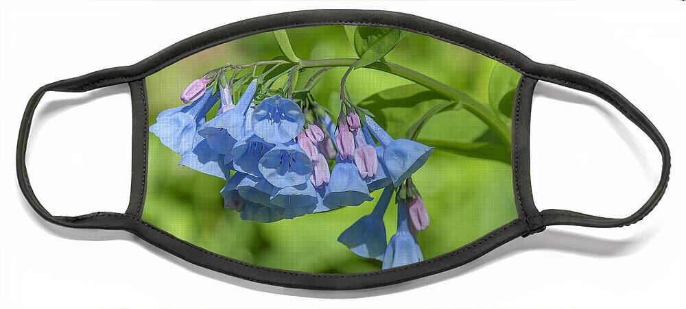 Nature Face Mask featuring the photograph Pink Virginia Bluebells or Virginia Cowslip DSPF0334 by Gerry Gantt