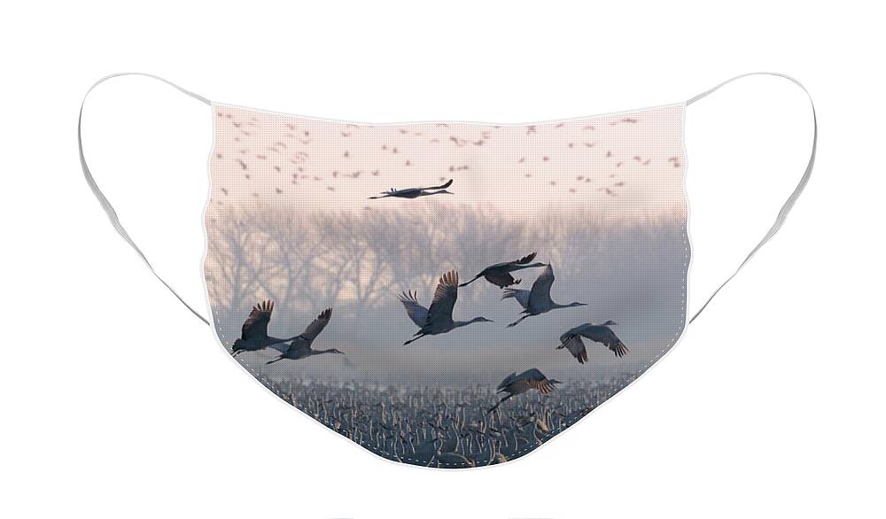 Sandhill Cranes Face Mask featuring the photograph Platte River Morn by Susan Rissi Tregoning