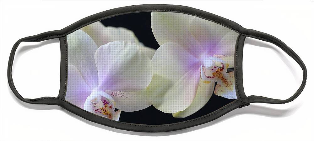 Orchids Face Mask featuring the photograph Playful Orchids by Tammy Pool