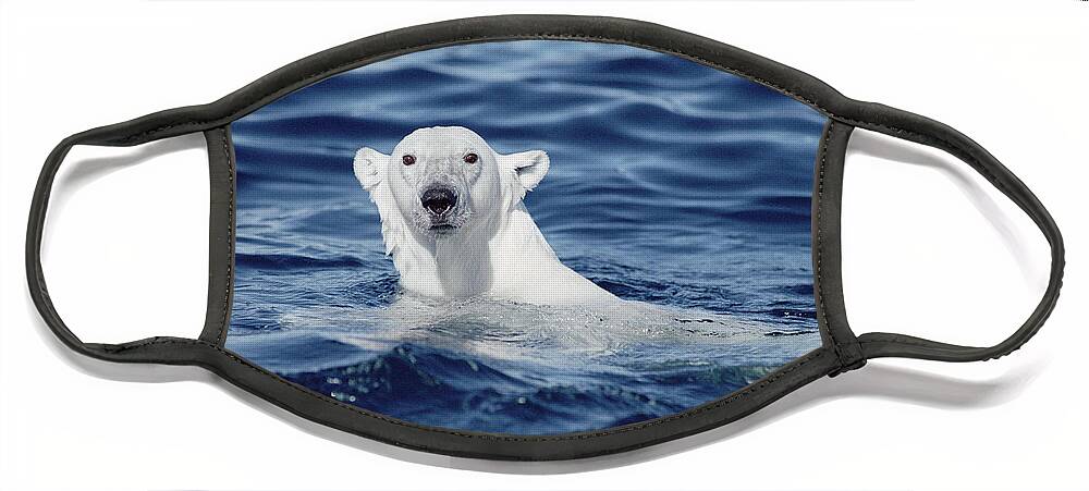 Mp Face Mask featuring the photograph Polar Bear Swimming Baffin Island Canada by Flip Nicklin