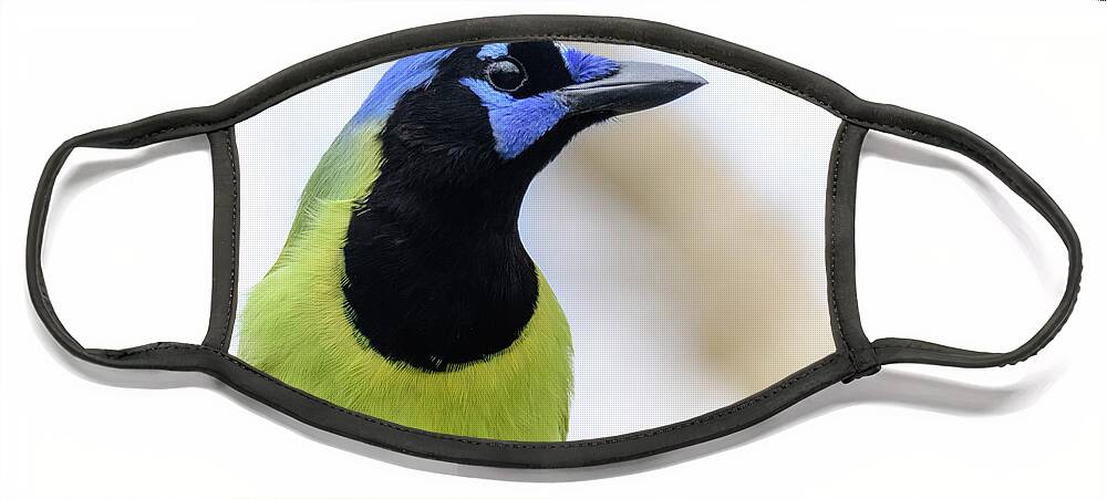 Green Jay Face Mask featuring the photograph Portrait of a Green Jay by Debra Martz