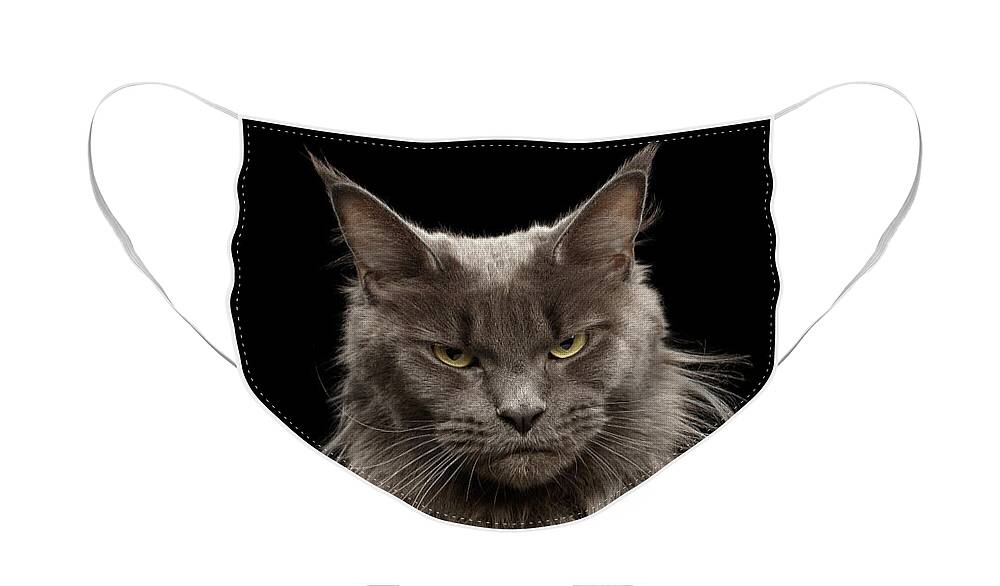 Portrait Face Mask featuring the photograph Portrait of Angry Maine Coon on black by Sergey Taran