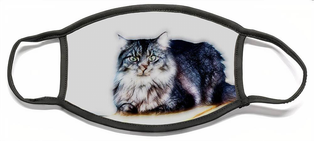 Maine Coon Face Mask featuring the photograph Portrait of Maine Coon, Mattie by Gina O'Brien