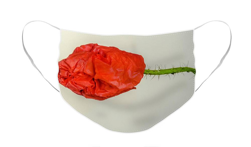Poppies Face Mask featuring the photograph Posing fire red poppy by Wolfgang Stocker