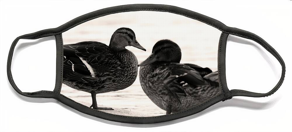 Waterfowl Face Mask featuring the photograph Posing by La Dolce Vita