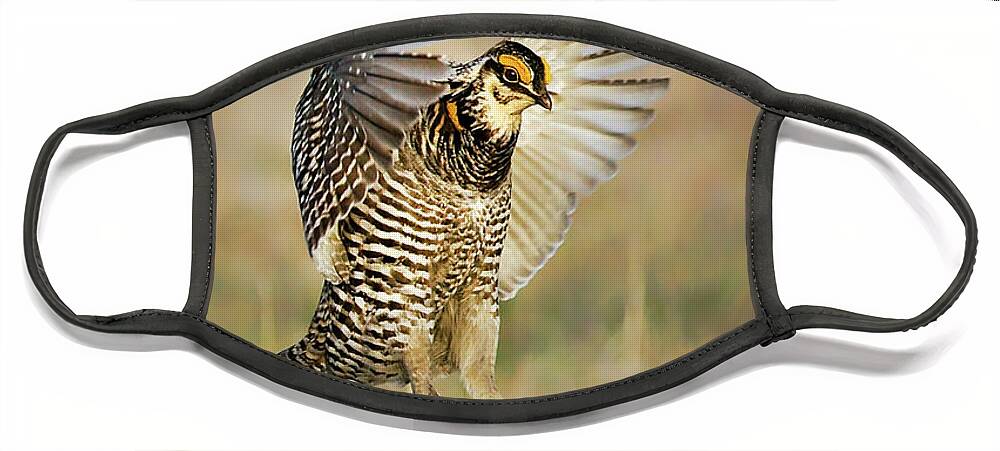 Birds Face Mask featuring the photograph Prairie Chicken - Booming by Nikolyn McDonald