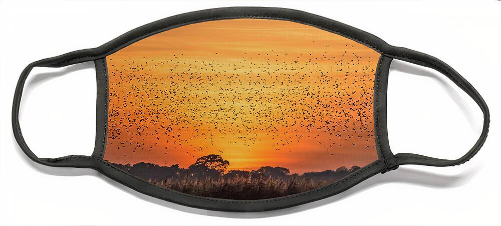 Starlings Face Mask featuring the photograph Prepare to Dance by Wendy Cooper