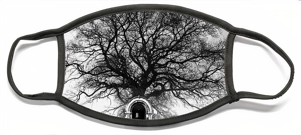 Tree Face Mask featuring the photograph Principium by Gianni Sarcone