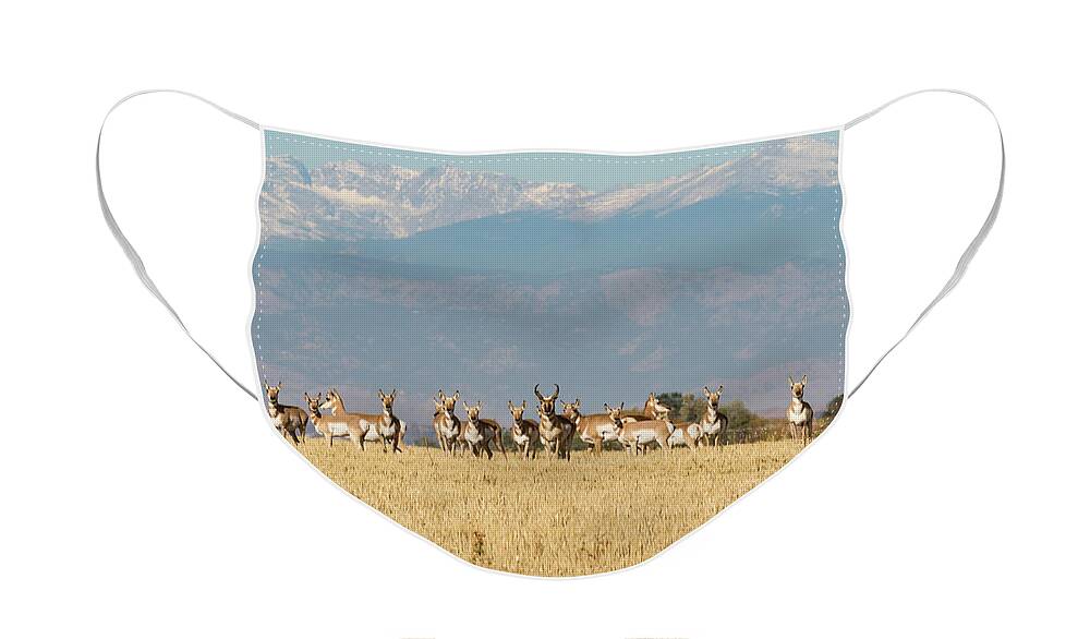 Pronghorn Face Mask featuring the photograph Pronghorn Herd Near the Rocky Mountains by Tony Hake