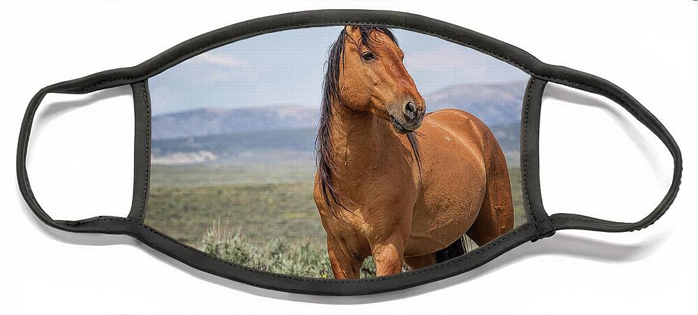 Horse Face Mask featuring the photograph Proud and Free by Jim Garrison