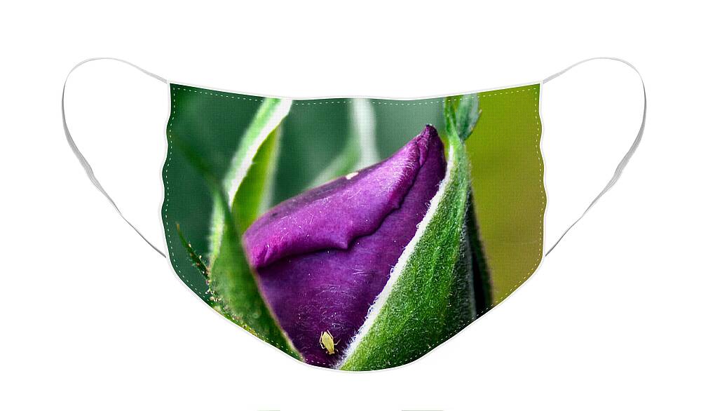 Rose Face Mask featuring the photograph Purple Rose Bud by Christopher Holmes