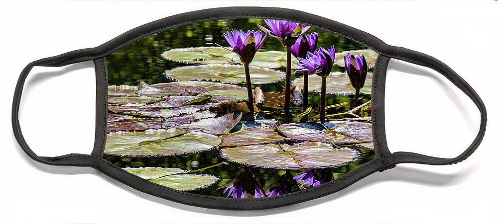 Categories Face Mask featuring the photograph Purple Water Lilies by Dawn Key