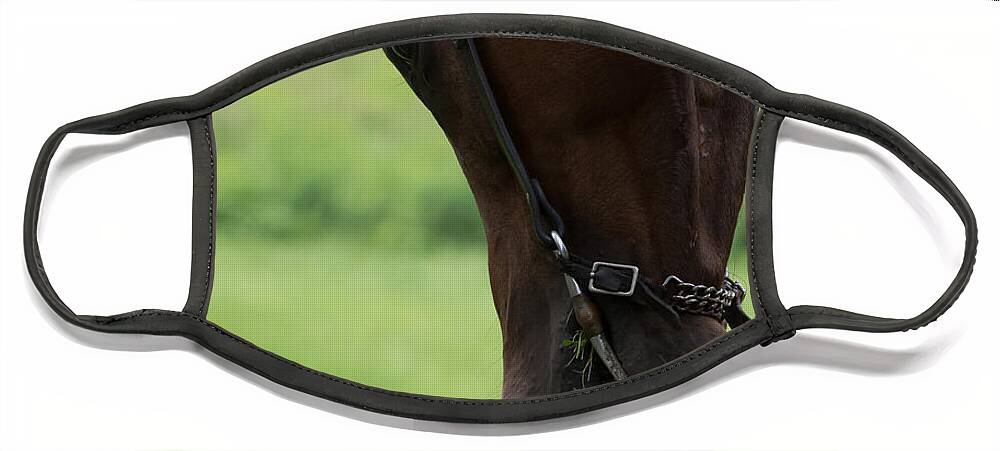 Quarter Horse Face Mask featuring the photograph Quarter Horse by Holden The Moment