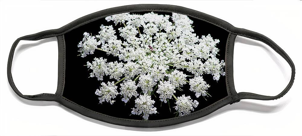 White Face Mask featuring the photograph Queen Anne's Lace by Steph Gabler