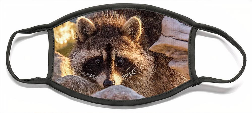 Raccoon Face Mask featuring the photograph Raccoon Keeps Close Watch by Tony Hake