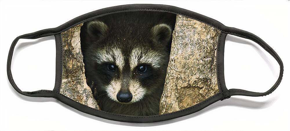 Mp Face Mask featuring the photograph Raccoon Procyon Lotor Baby Peering by Konrad Wothe
