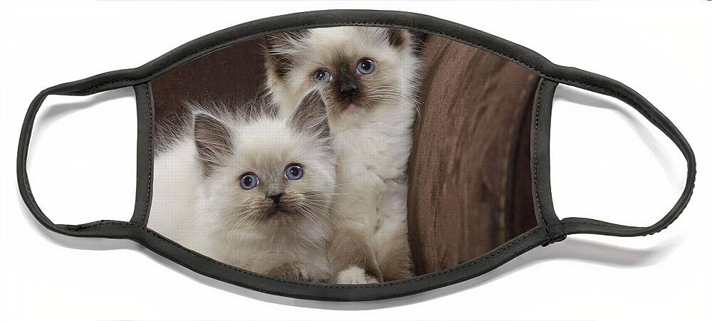 Cat Face Mask featuring the photograph Ragdoll Kittens by Jean-Michel Labat