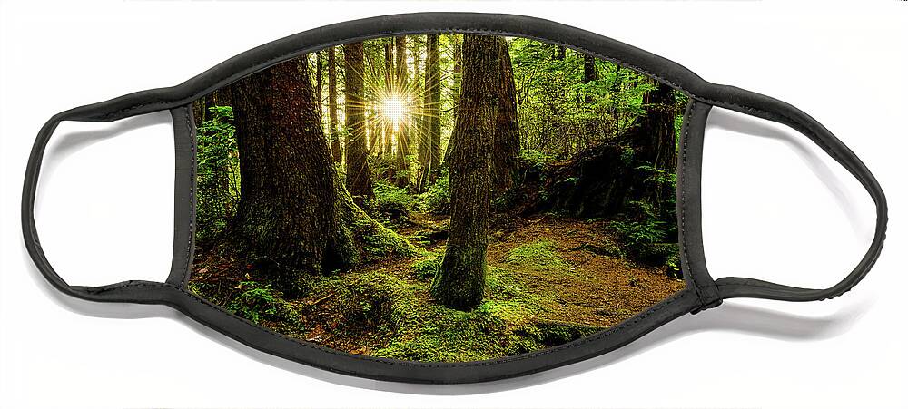 #faatoppicks Face Mask featuring the photograph Rainforest Path by Chad Dutson