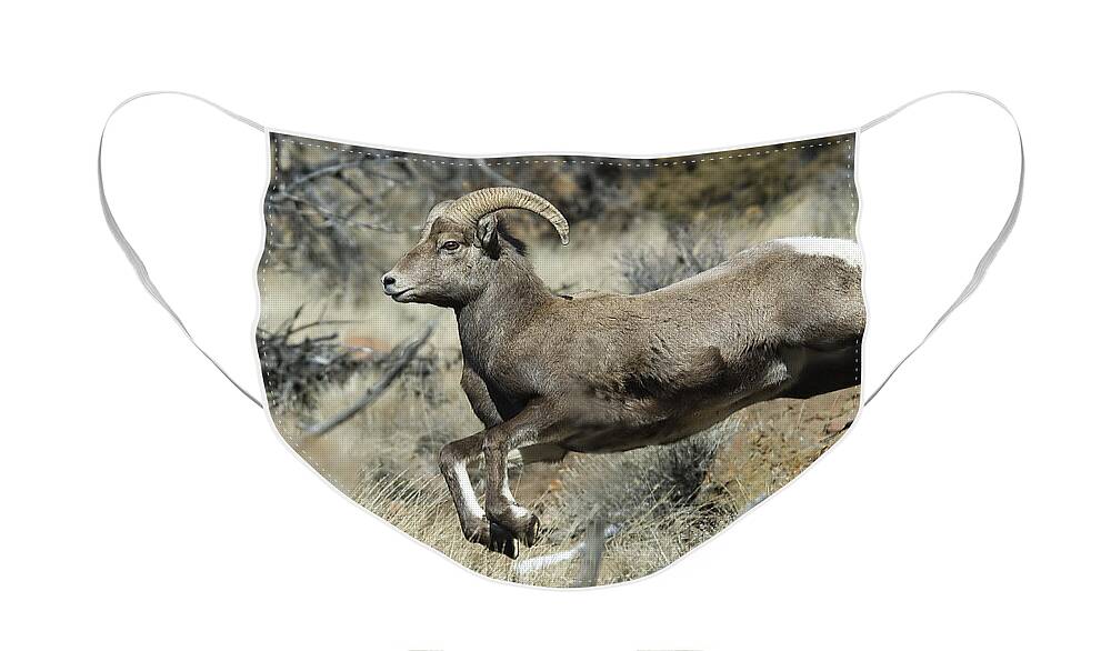 Ram Face Mask featuring the photograph Ram In A Hurry by Gary Beeler