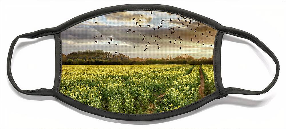 Rapeseed Face Mask featuring the photograph Rapeseed field at sunset with birds by Simon Bratt