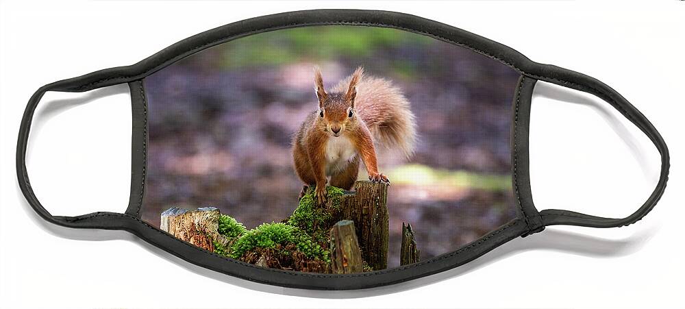 Red Squirrel Face Mask featuring the photograph Red Alert by Framing Places
