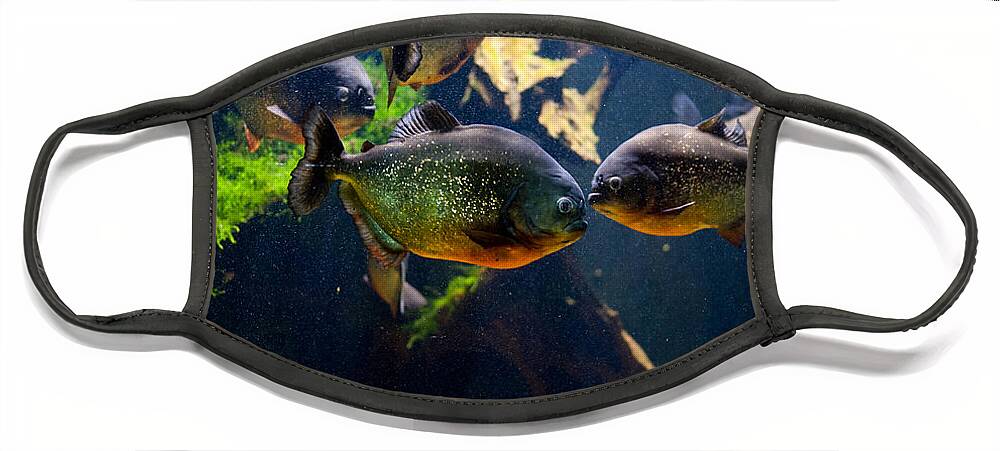 Piranha Face Mask featuring the photograph Red bellied piranha or red piranha by Arletta Cwalina