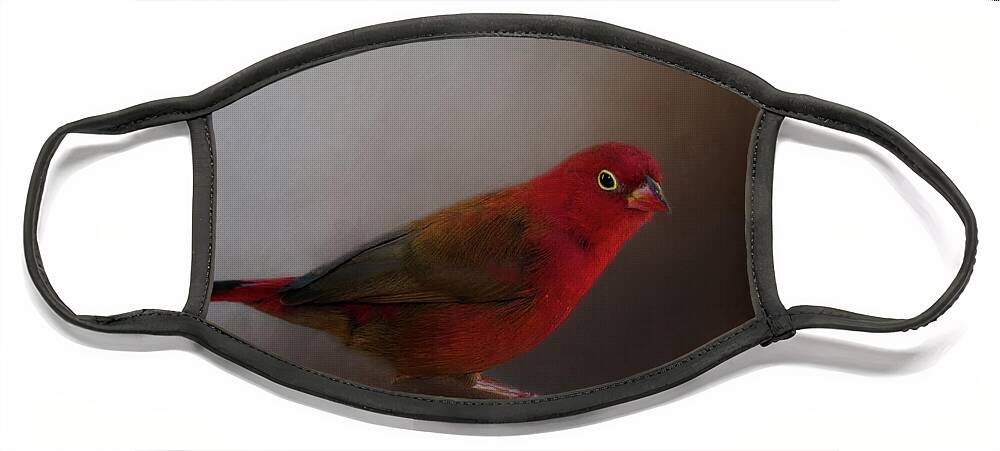 Animal Face Mask featuring the photograph Red-Billed Firefinch by Lana Trussell