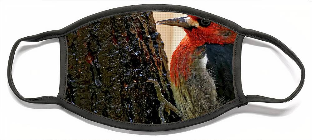 Red-breasted Sapsucker Face Mask featuring the photograph Red-breasted Sapsucker by Sue Harper
