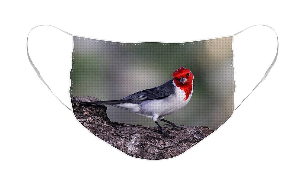 Bird Face Mask featuring the photograph Red Crested Posing by Jennifer Robin