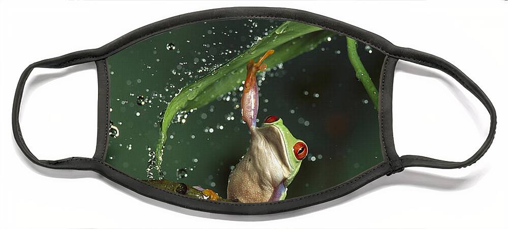 Mp Face Mask featuring the photograph Red-eyed Tree Frog In The Rain by Michael Durham