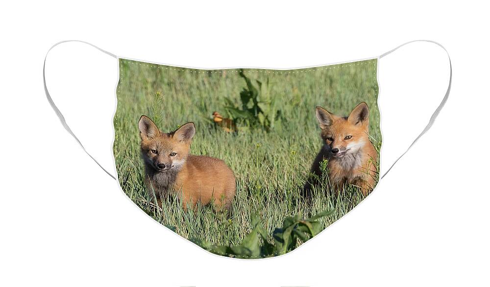 Fox Face Mask featuring the photograph Red Fox Kits Explore Their New World by Tony Hake
