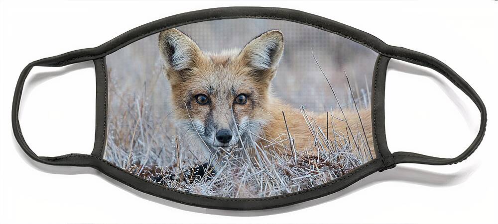 Red Fox Face Mask featuring the photograph Red Fox - San Juan Islands by John Greco