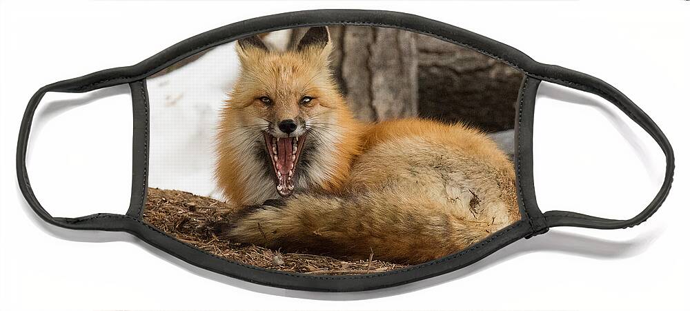 Fox Face Mask featuring the photograph Red Fox Showcases its Big Teeth by Tony Hake