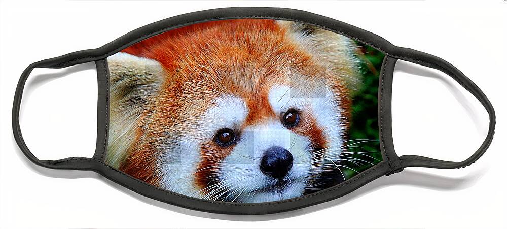 Panda Face Mask featuring the photograph Red Panda by Davandra Cribbie