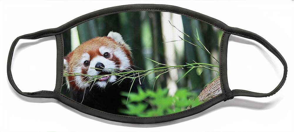 Panda Face Mask featuring the photograph Red Panda by Gina Fitzhugh