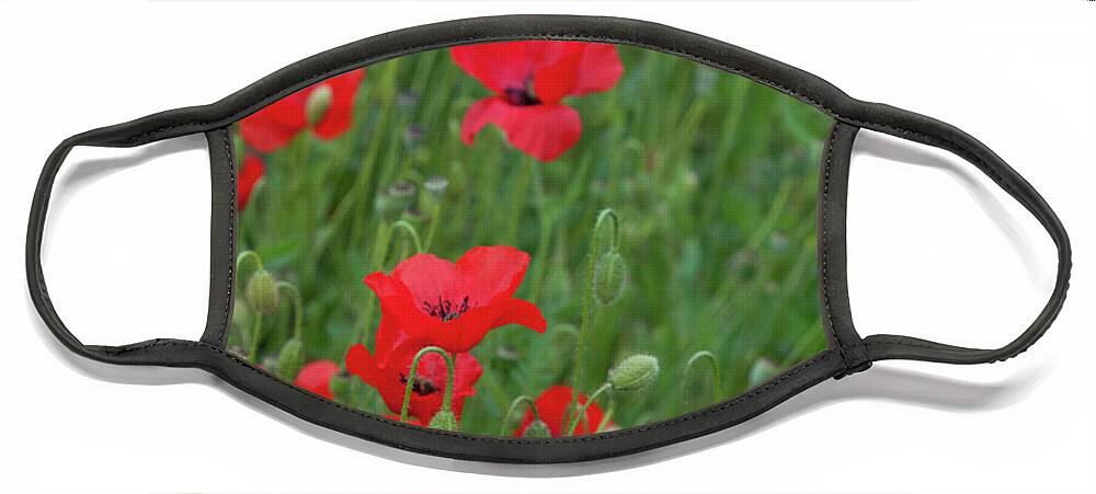 Poppy Face Mask featuring the photograph Red poppie anemone field by Michalakis Ppalis