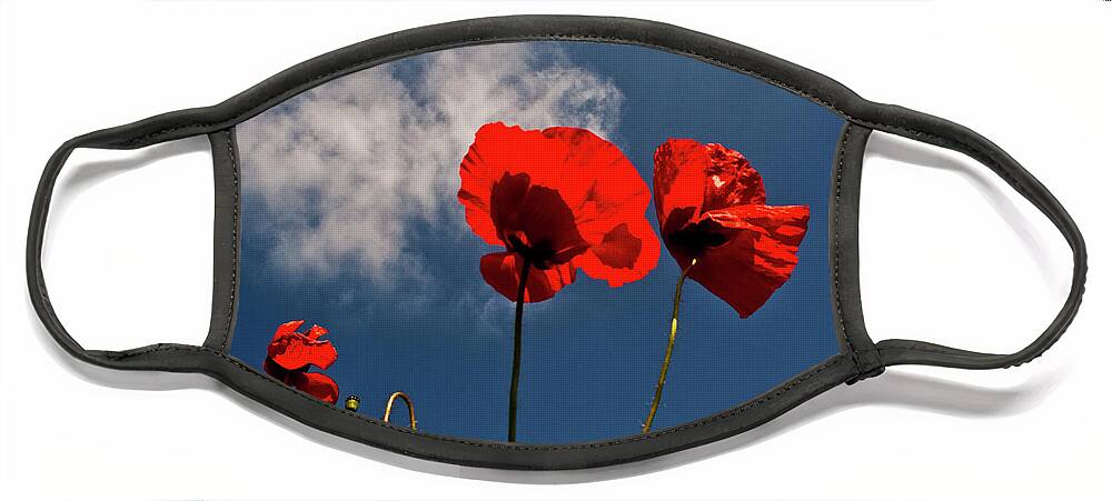 Nature Face Mask featuring the photograph Red Poppies on blue sky by Heiko Koehrer-Wagner