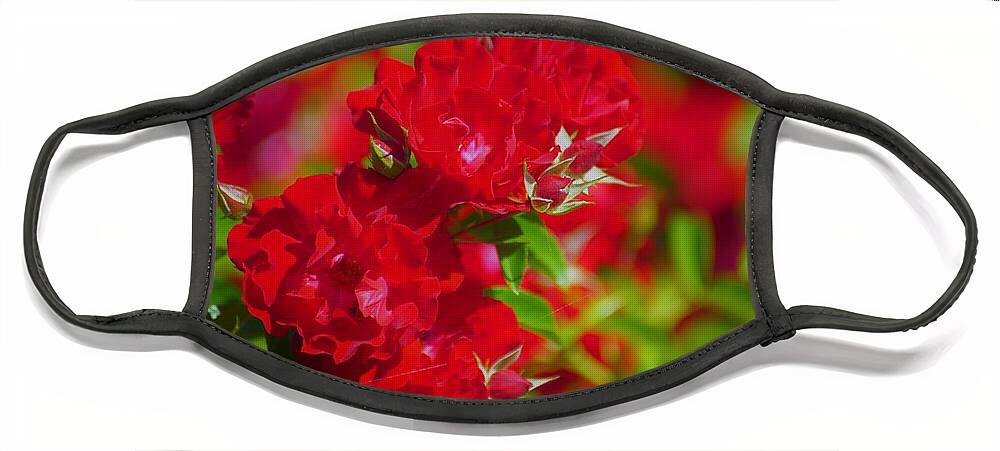 Red Face Mask featuring the photograph Red Roses by Merle Grenz