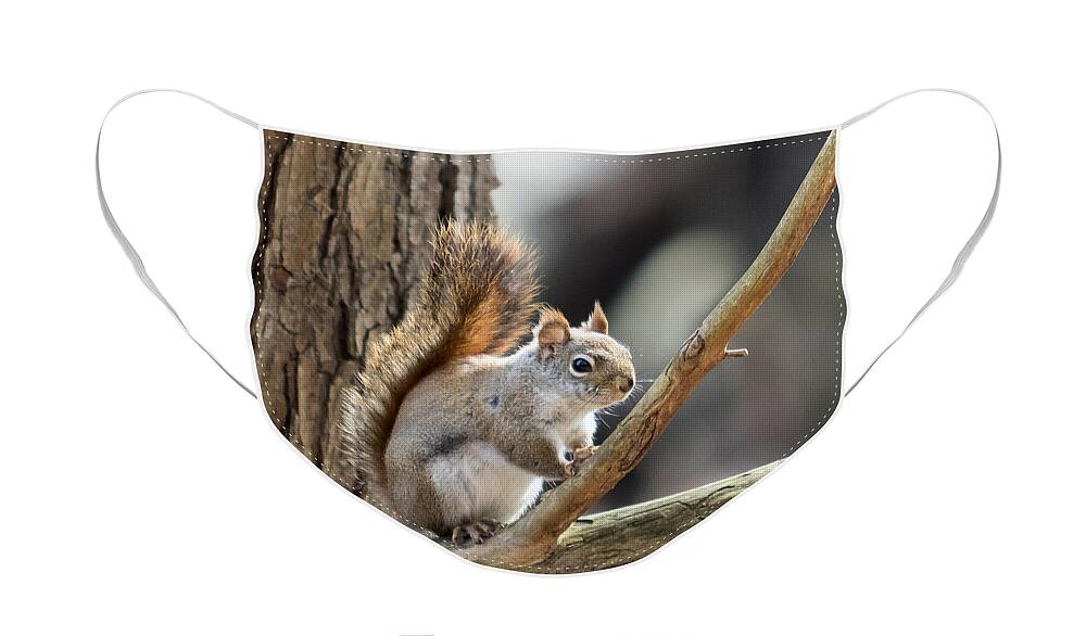 Squirrel Face Mask featuring the photograph Red Squirrel by Phil Spitze