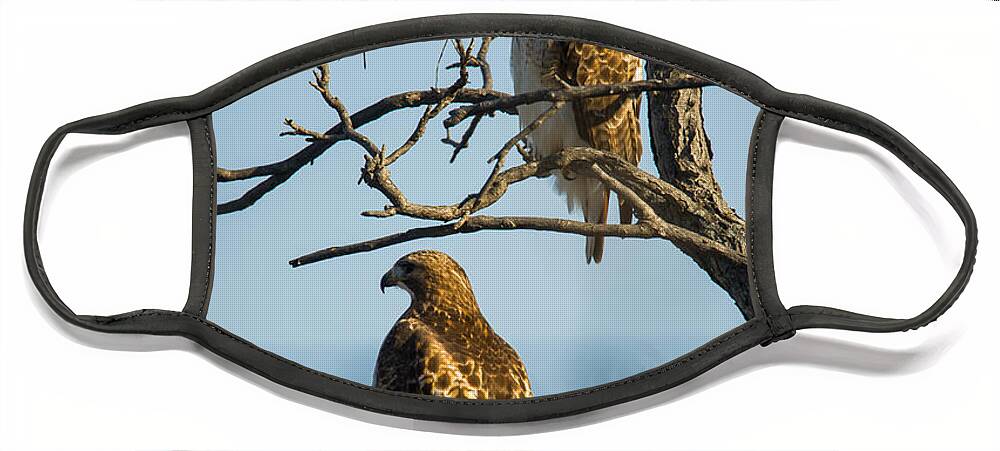 Hawk Face Mask featuring the photograph A Pair of Red-tails #2 by Jeff Phillippi