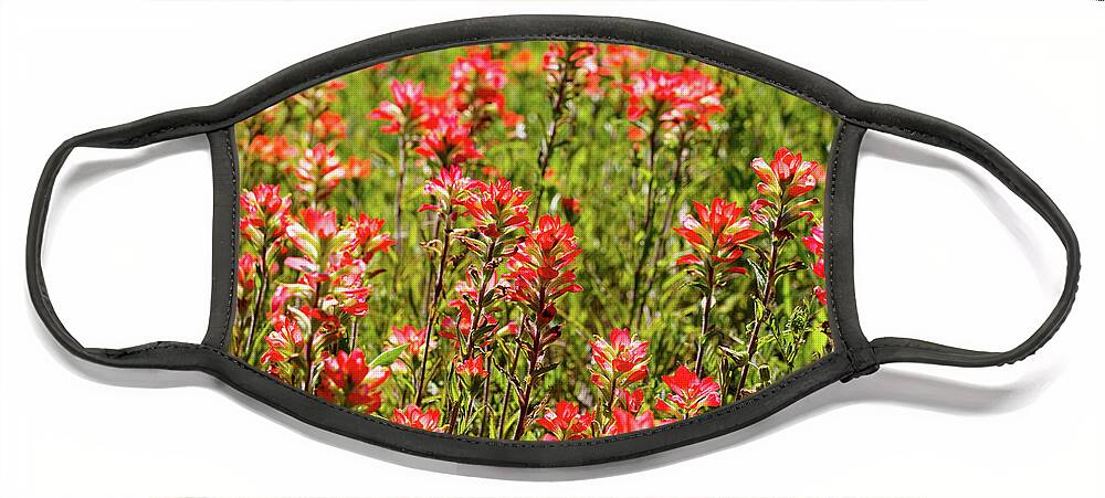 Austin Face Mask featuring the photograph Red Texas Wildflowers by Raul Rodriguez