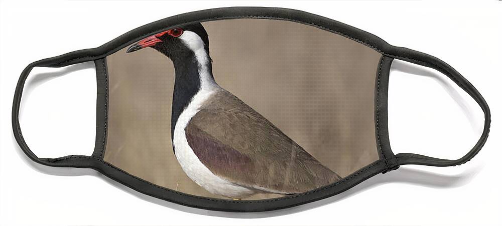 Red-wattled Lapwing Face Mask featuring the photograph Red-wattled Lapwing by Bernd Rohrschneider/FLPA