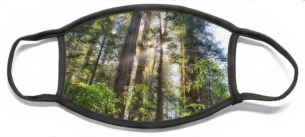 Redwoods Face Mask featuring the photograph Redwoods and Rhododendrons by Anthony Michael Bonafede