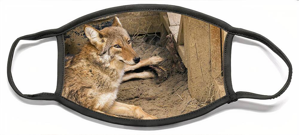 Beautiful Face Mask featuring the photograph Resting Coyote by Travis Rogers