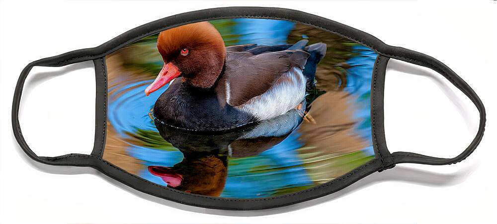 Bird Face Mask featuring the photograph Resting In Pool Of Colors by Christopher Holmes