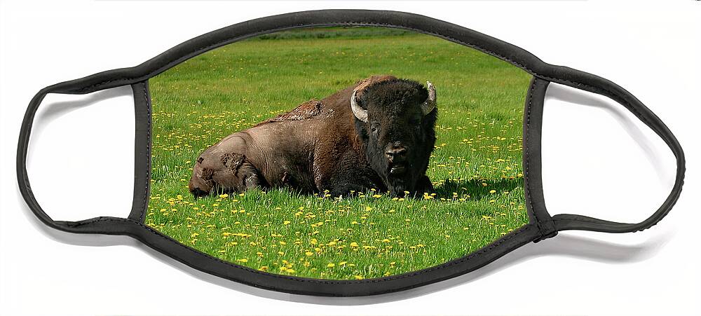 Bison Face Mask featuring the photograph Resting in Wildflowers by Ronnie And Frances Howard