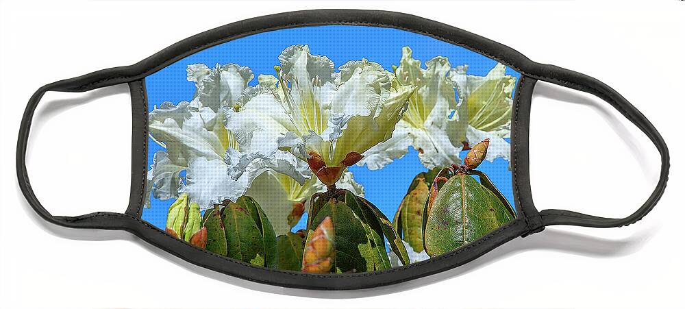 Nature Face Mask featuring the photograph Rhododendron ciliicalyx DTHN0213 by Gerry Gantt