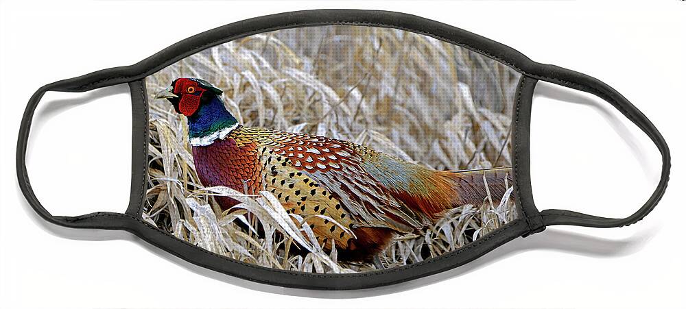 Denise Bruchman Face Mask featuring the photograph Ring Necked Pheasant by Denise Bruchman